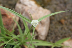 Kyllinga bulbosa